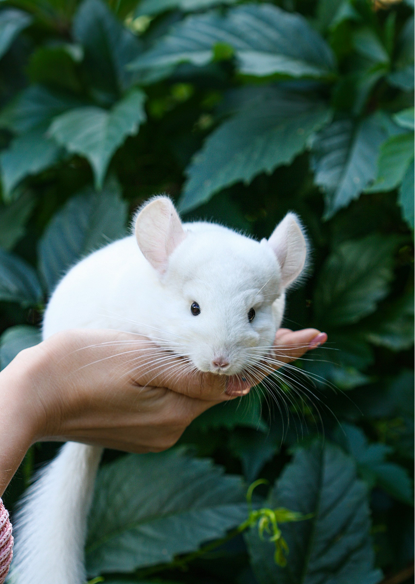 Chinchilla